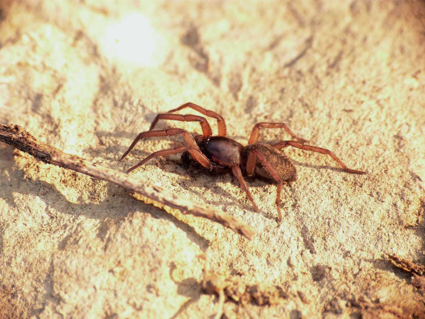 Haplodrassu signifer - S. Severa (RM)